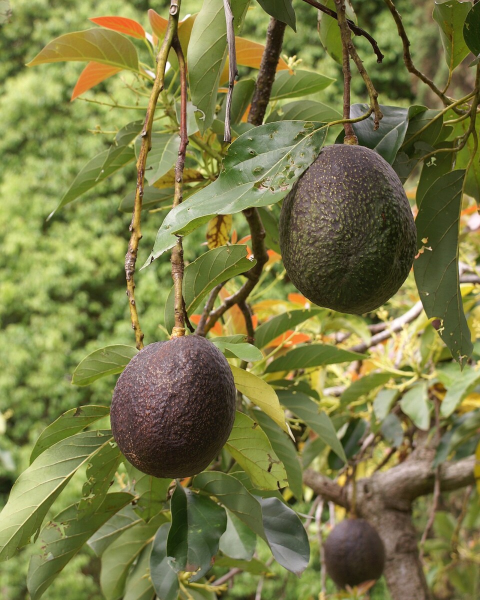 Fresh avocado β healthy fats for cyclical keto