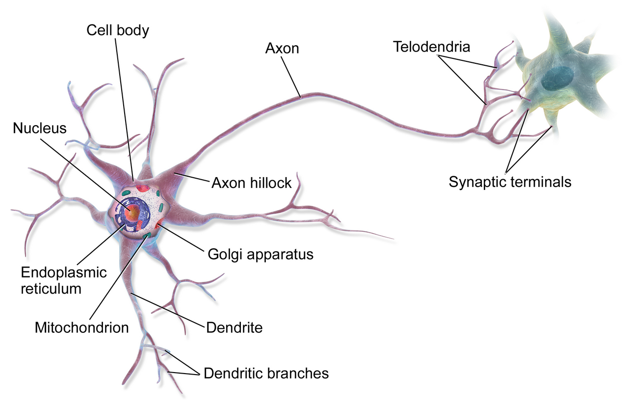 Illustration of a multipolar neuron β brain fuel and ATP