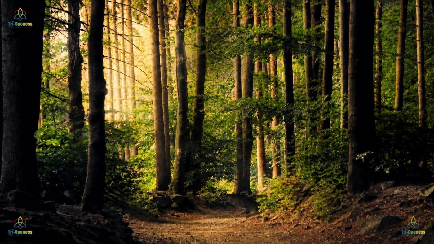 Forest sunlight representing spiritual clarity
