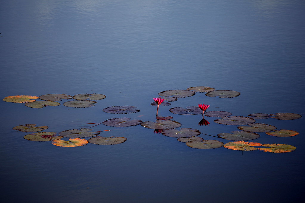 Still lily pond, symbolizing quiet discipline and self-mastery